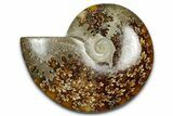 Polished Ammonite (Cleoniceras) Fossil - Madagascar #344291-1